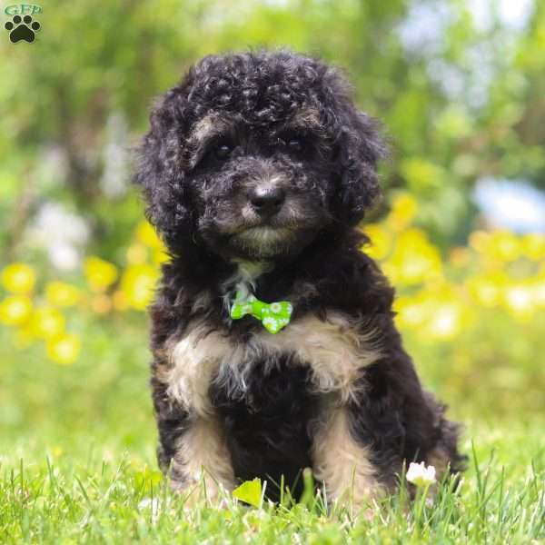 Benji, Mini Bernedoodle Puppy